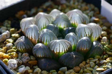 玉露休眠|[多肉植物] 玉露的基本照顧整理 Haworthia obtuse－小。